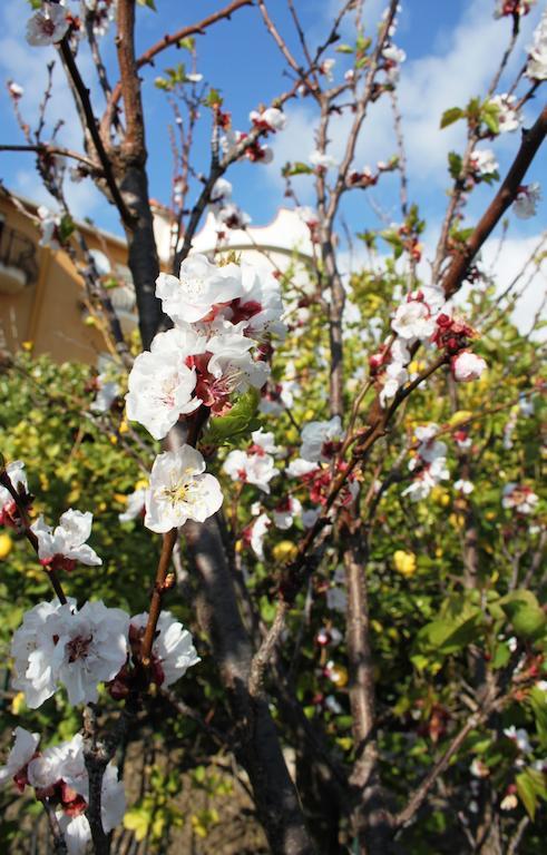 B&B Villa Olimpo Le Torri Agrigento Exterior foto